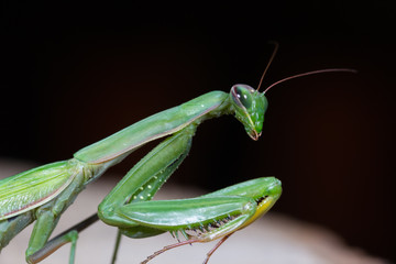 Portrait of European Mantis or Praying Mantis, Mantis religiosa, in front of black background