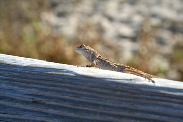 gecko on railing