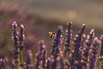 Bees eating nectar in lavender fields. Insects concept 
