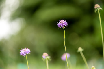 Fototapeta premium Devil's bit Scabious in focus amid other blurred ones