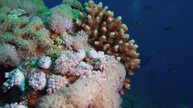 Soft Coral Broccoli and Colorful Fishes. Picture of broccoli coral Litophyton arboreum and colourful fish in the tropical reef of the Red Sea Dahab Egypt.