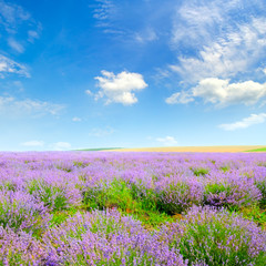 Blooming lavender in a field on a background of blue sky.