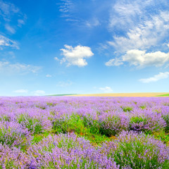 Fototapeta premium Blooming lavender in a field on a background of blue sky.