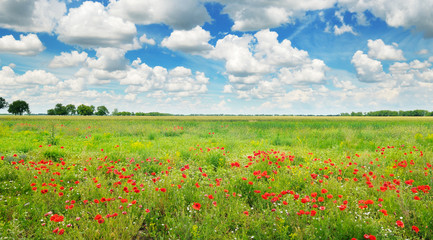 Bright scarlet poppies and blue sky. Wide photo.