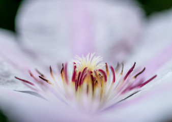 Stamens and pistil in the calyx of the Italian Clematis