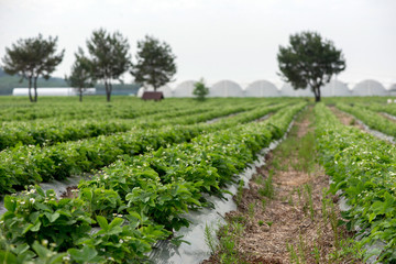Fototapeta na wymiar young strawberry farm field, Ukraine.