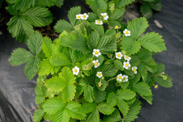 young strawberry farm field, Ukraine.