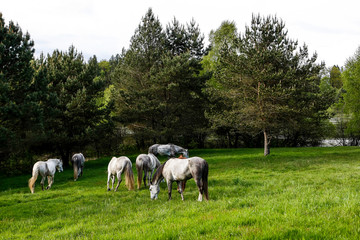 Fototapeta na wymiar Troupeau de chevaux au repos dans une prairie