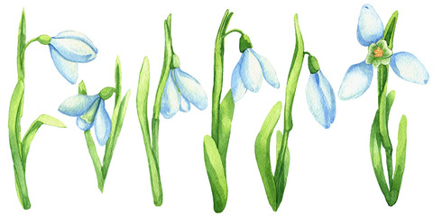 Watercolor snowdrop set isolated on white background. Realistic snowdrop illustration.  Waterolor  forest primroses. First spring flowers set. Botanical illustration. 