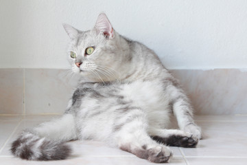 Gray cat funny sitting on floor.