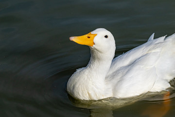 Portrait of white american pekin duck (Anas platyrhynchos domesticus)