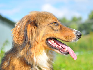 A close-up of the head of a very beautiful large white-golden-brown dog with an open mouth and protruding tongue in profile on a sunny day against a strong bokeh of blue sky and green grass.