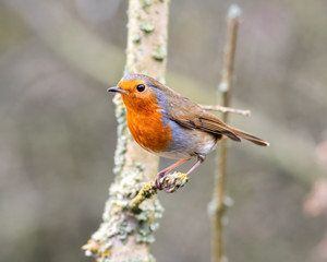 European Robin Perched in a Tree