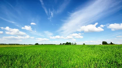 Foto op Plexiglas klassiek landelijk landschap. Groen veld tegen blauwe lucht © Aastels