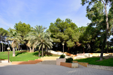 pines tree in the Reina Sofia Dunes park of Guardamar del Segura beach, Alicante. Spain. Europe.