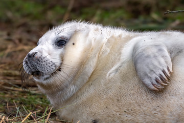 Fototapeta premium Newborn Grey Seal Pup with White fur Resting on Grassy Sand Dunes