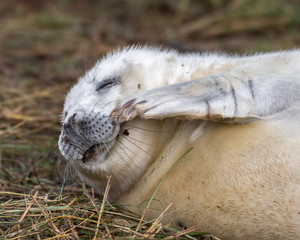 Fototapeta premium Newborn Grey Seal Pup with White fur Resting on Grassy Sand Dunes