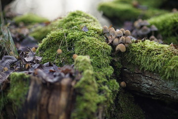 Mushrooms green moss on a tree  poster explainer YouTube background 