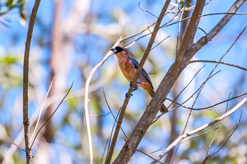 Cinnamon Tanager photographed in Domingos Martins, Espirito Santo. Southeast of Brazil. Atlantic Forest Biome. Picture made in 2014.