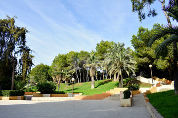 pines tree in the Reina Sofia Dunes park of Guardamar del Segura beach, Alicante. Spain. Europe.
