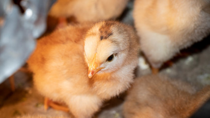 a group of yellow cute chicks,little jackets at home,little chicks,poultry,