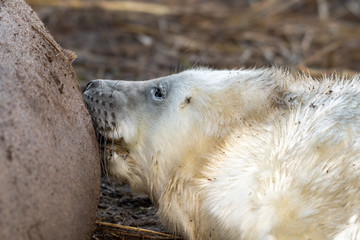 Newborn Grey Seal Pup with White fur Suckling from it's Mother