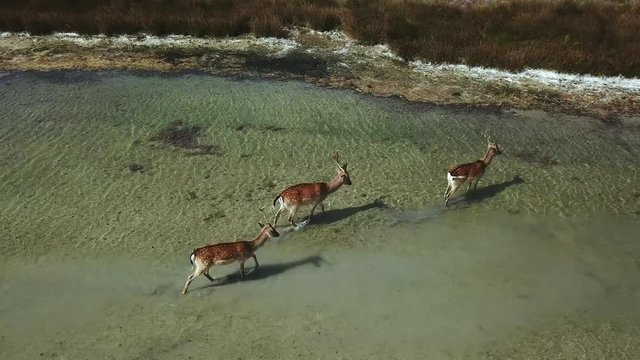 aerial view of deers in shallow water, sika deers in the autumn lake, Herd of deer in autumn steppe aerial, aerial view of deers in the wild