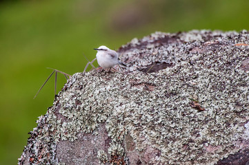 Masked Water Tyrant photographed in Pedra Azul, Espirito Santo. Southeast of Brazil. Atlantic Forest Biome. Picture made in 2014.