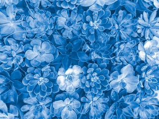 Kakteen, Sukkulenten-Hintergrund. Farbe des Jahres Classic Blue Pantone 2020 © natalia