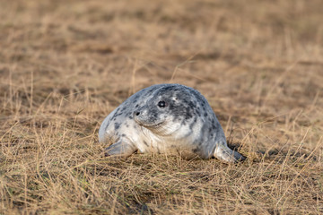 Fototapeta premium Newborn Grey Seal Resting on Grassy Sand Dunes