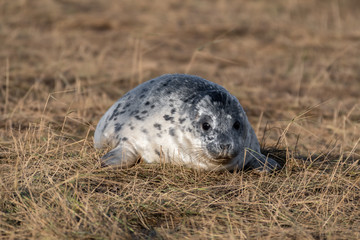 Newborn Grey Seal Resting on Grassy Sand Dunes