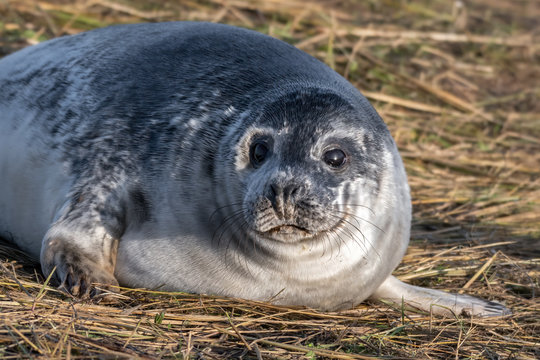 Newborn Grey Seal Resting on Grassy Sand Dunes