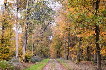Obraz premium beech forest in autumn with its pretty golden colors
