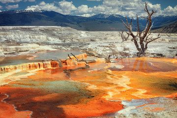 Mammoth Hot Springs, P.N. Yellowstone - obrazy, fototapety, plakaty