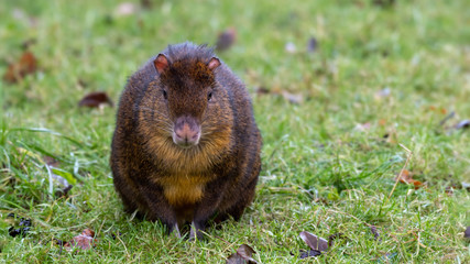 Small Agouti Sitting on Grass