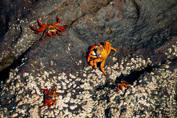 Galapagos Islands Wildlife Landscapes