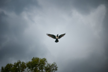 Pied crow (Corvus albus) leaving tree and entering flight 