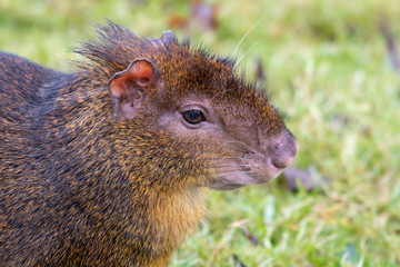 Small Agouti Sitting on Grass
