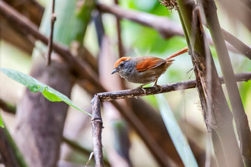 Rufous capped Spinetail photographed in Pedra Azul, Espirito Santo. Southeast of Brazil. Atlantic Forest Biome. Picture made in 2014.