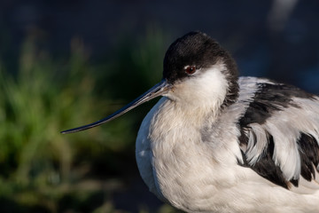 Close Up Portrait Pied Avocet 