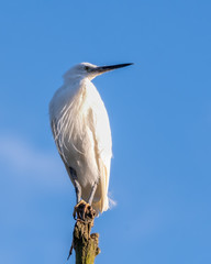 White Egret Perched on a Dead Branch