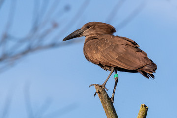 Hamerkop Perched on a Broken Tree Limb	