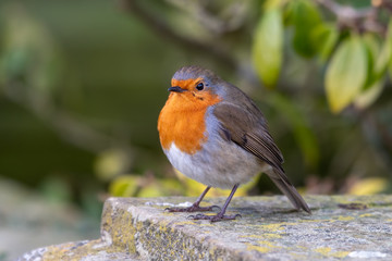 European Robin Perched on a Rock