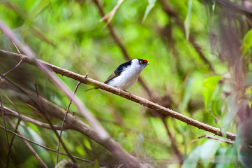Bird photographed in Pedra Azul, Espirito Santo. Southeast of Brazil. Atlantic Forest Biome. Picture made in 2014.