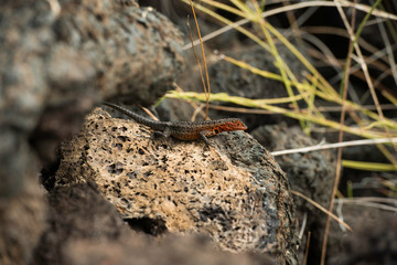 Galapagos Islands Wildlife Landscapes