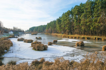 Obraz premium Pine forest by the lake on a sunny winter day in Ukraine. The first ice on the lake.