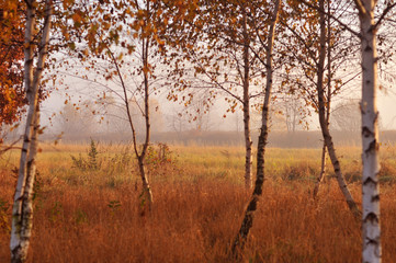 Autumn birch trees landscape