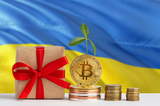 Ukraine investing concept. Golden bitcoin piles next to gift box and green plant. National flag theme about savings with copy space.