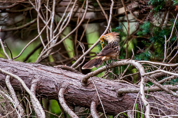 Guira Cuckoo photographed in Pedra Azul, Espirito Santo. Southeast of Brazil. Atlantic Forest Biome. Picture made in 2014.