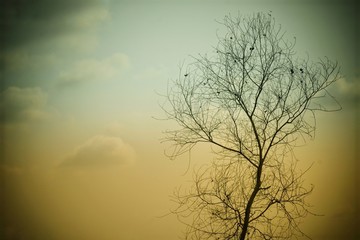 Obraz premium tree at sunset